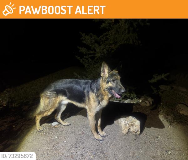 Found/Stray Male Dog last seen Skyline Drive, El Dorado County, CA 96150