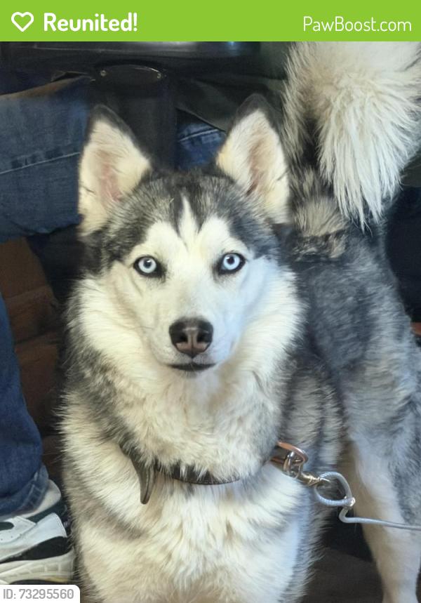 Reunited Female Dog last seen Chamberlin Ave, Stratmoor, CO 80906