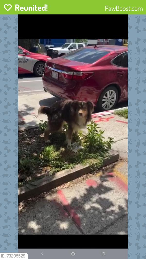 Reunited Male Dog last seen Harriet Tubman Elementary School, Washington, DC 20010