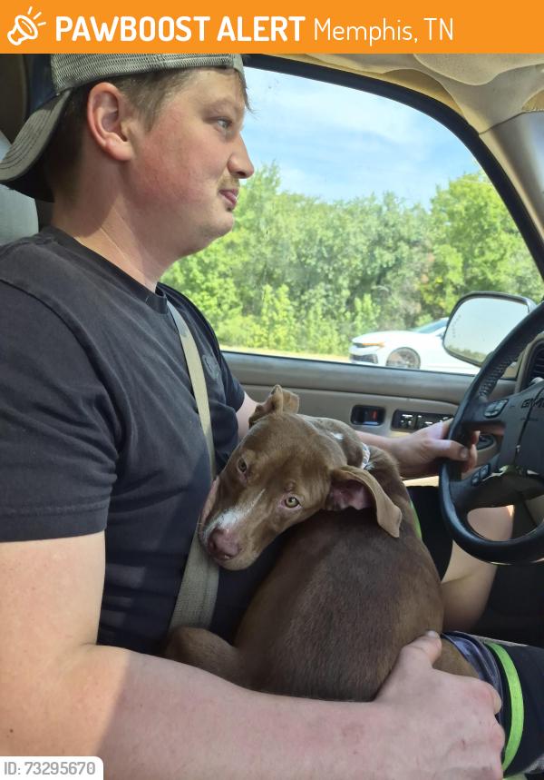 Found/Stray Male Dog last seen Quail ridge golf course, Memphis, TN 38135