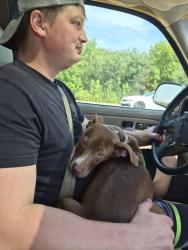 Found/Stray Male Dog last seen Quail ridge golf course, Memphis, TN 38135