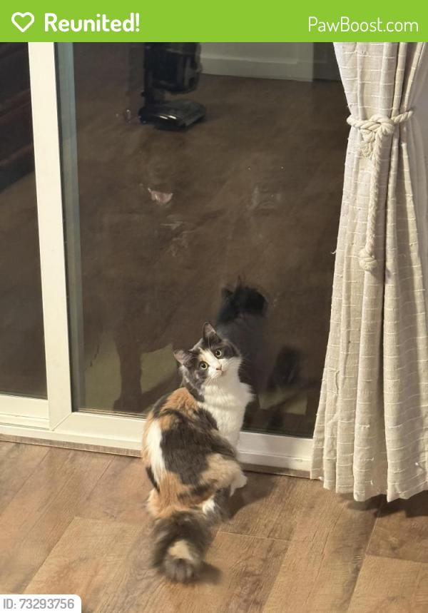 Reunited Female Cat last seen Maplemere Dr and W Glenwood Dr, Clarksville, TN 37040