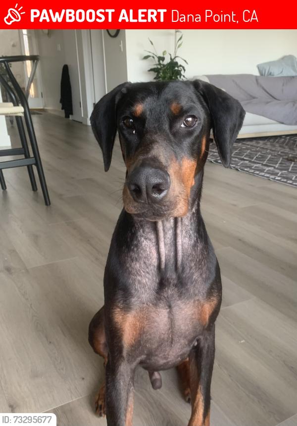 Lost Male Dog last seen Blue lantern and silva, Dana Point, CA 92629