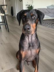 Lost Male Dog last seen Blue lantern and silva, Dana Point, CA 92629