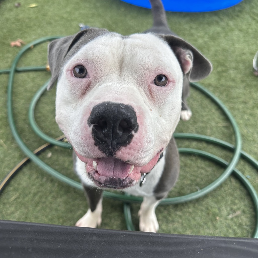 Shelter Stray Male Dog last seen , Animal Care & Control Team of Philly, 111 W Hunting Park Ave, Philadelphia, PA 19140, USA