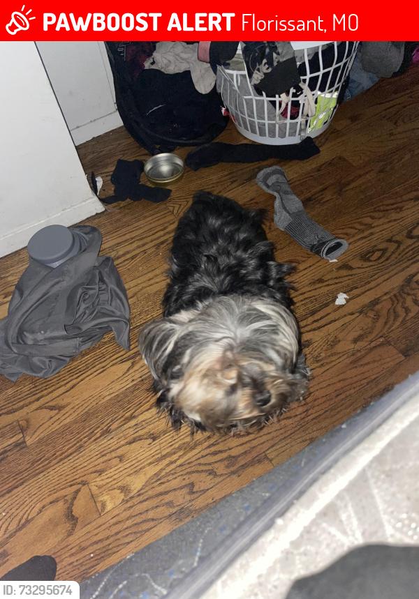 Lost Male Dog last seen Paddock ests, Florissant, MO 63033