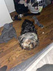 Lost Male Dog last seen Paddock ests, Florissant, MO 63033