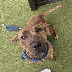 Shelter Stray Male Dog last seen , Animal Care & Control Team of Philly, 111 W Hunting Park Ave, Philadelphia, PA 19140, USA