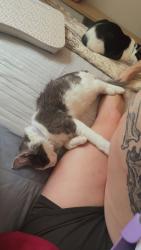 Reunited Male Cat last seen Woodridge Lake, Goshen, CT 06756