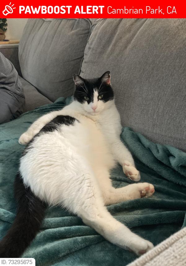 Lost Male Cat last seen Jarvis/Cherry, Cambrian Park, CA 95124