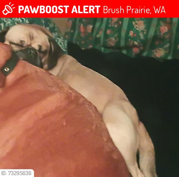 Lost Female Dog last seen 109th St brush prairie, Brush Prairie, WA 98606