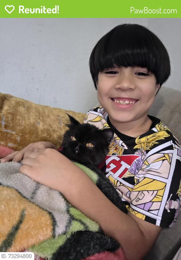 Reunited Male Cat last seen Palo alto rd and guillete, San Antonio, TX 78224