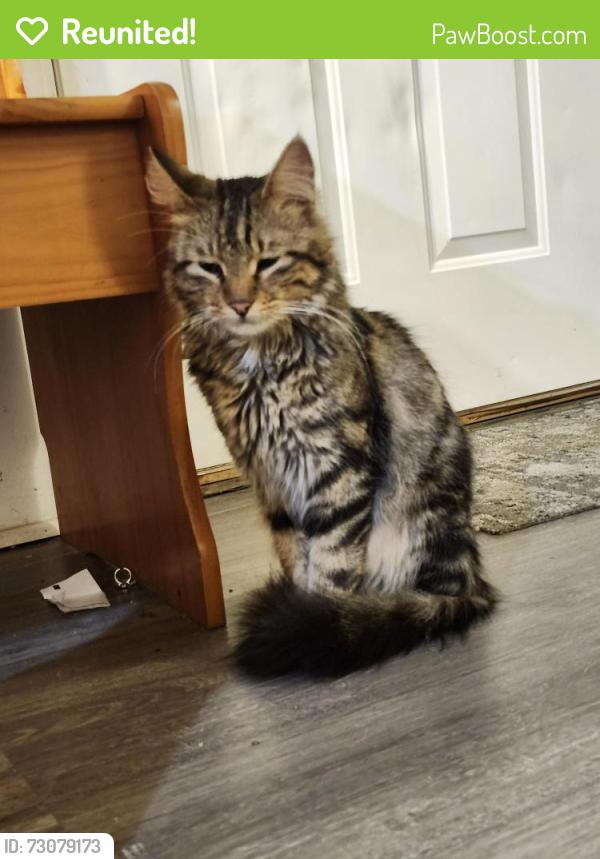 Reunited Male Cat last seen Cornfields at the end of N church st, Green Valley, IL 61534