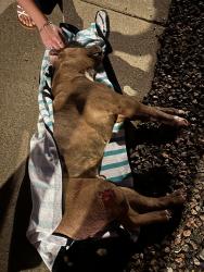 Lost Male Dog last seen Hoffman Blvd & Victor St, Aurora, CO 80011