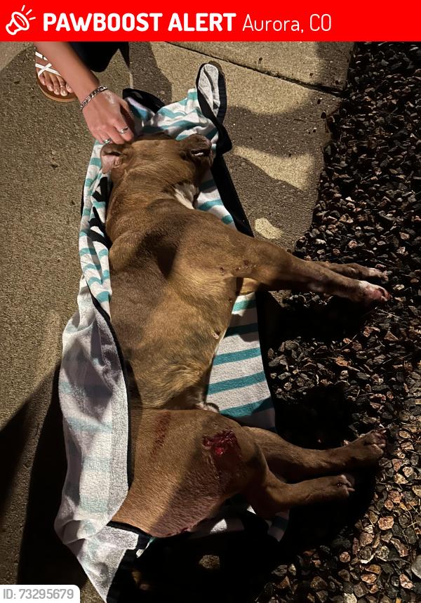 Lost Male Dog last seen Hoffman Blvd & Victor St, Aurora, CO 80011