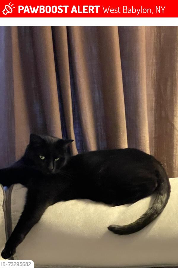 Lost Male Cat last seen Windmill Ave, West Babylon, NY 11704