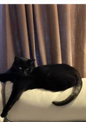 Lost Male Cat last seen Windmill Ave, West Babylon, NY 11704