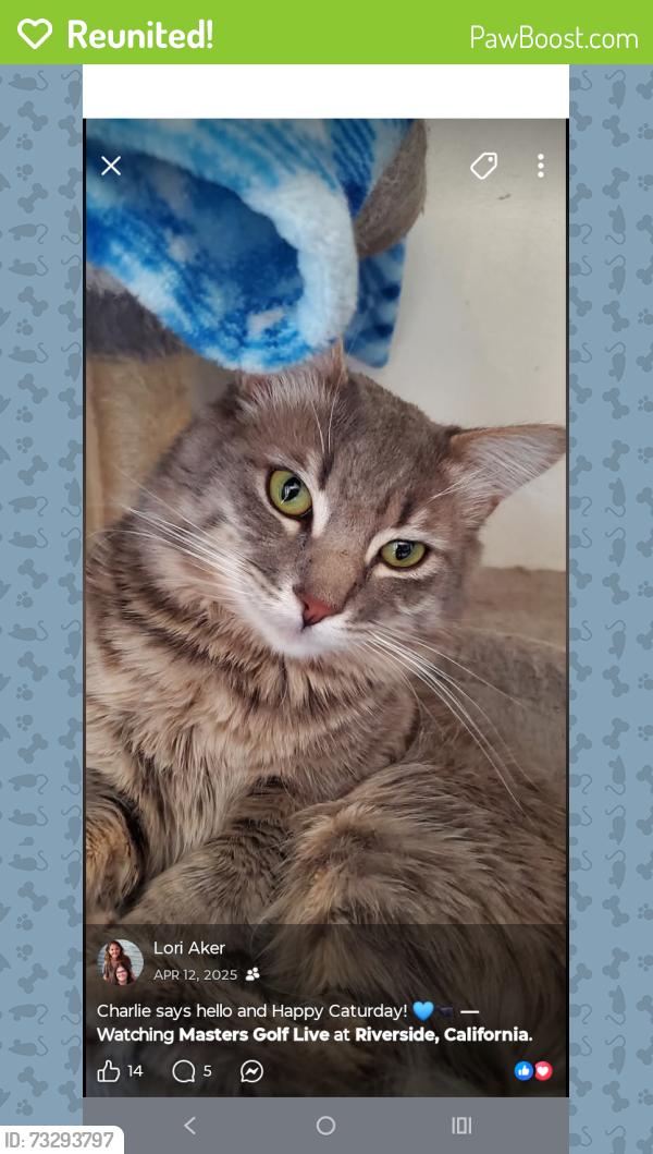 Reunited Male Cat last seen Jackson st and Aubrey, Riverside, CA 92503