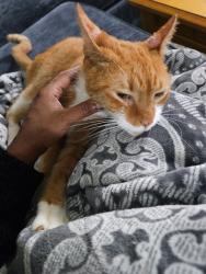 Reunited Male Cat last seen Near standing rock way, Raleigh, NC 27604