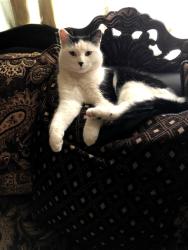 Reunited Female Cat last seen Chesapeake Dr & Arkansas, Reno, NV 89506