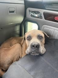 Reunited Male Dog last seen North Carolina Ave, Lexington, NC 27292