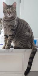 Lost Male Cat last seen Tierra Inca / El Dorado School ! Big white watertower, El Paso, TX 79938
