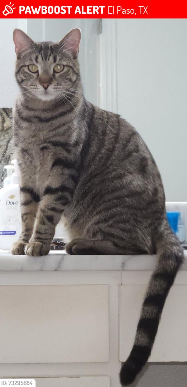Lost Male Cat last seen Tierra Inca / El Dorado School ! Big white watertower, El Paso, TX 79938