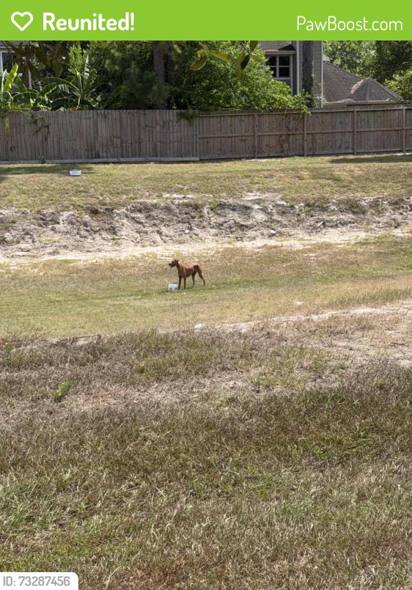 Reunited Unknown Dog last seen There is a pit on the corner of right way and it is hiding in the drain frequently, Houston, TX 77339