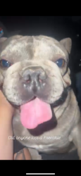Found/Stray Male Dog last seen English Oak Way, Perris, CA 92571