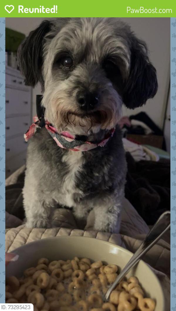 Reunited Male Dog last seen Front yard, Concord, NC 28025