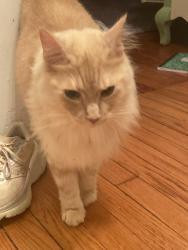 Reunited Male Cat last seen 3rd Ave and Hood Circle, Decatur, GA 30030