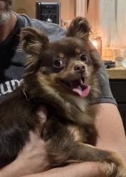 Found/Stray Female Dog last seen Roosevelt, Nampa, ID 83686