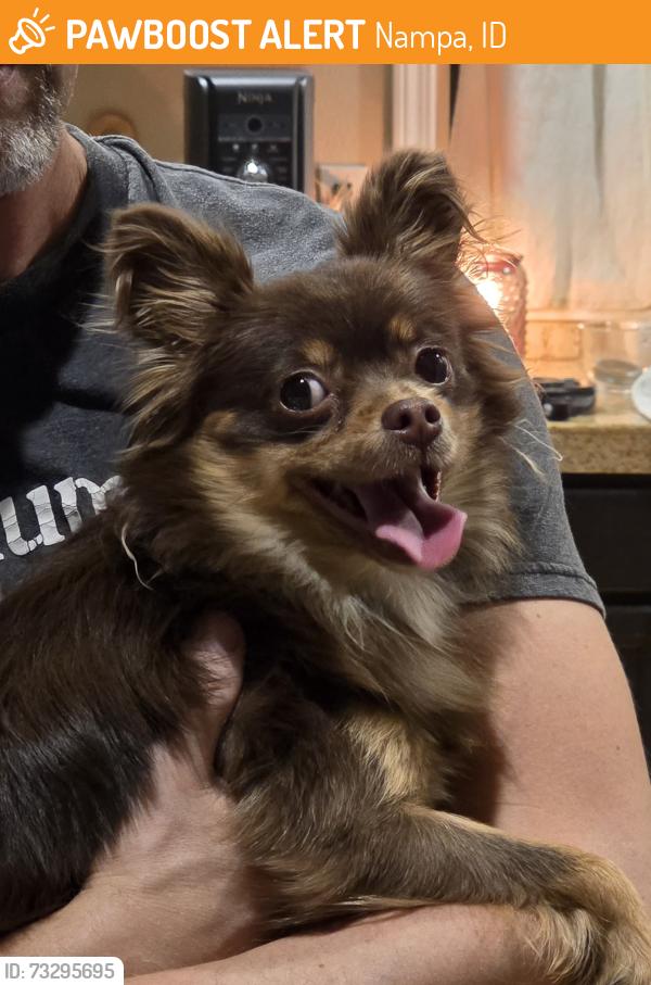Found/Stray Female Dog last seen Roosevelt, Nampa, ID 83686