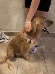 Found/Stray Female Dog last seen Burg park, Richmond, CA 94804