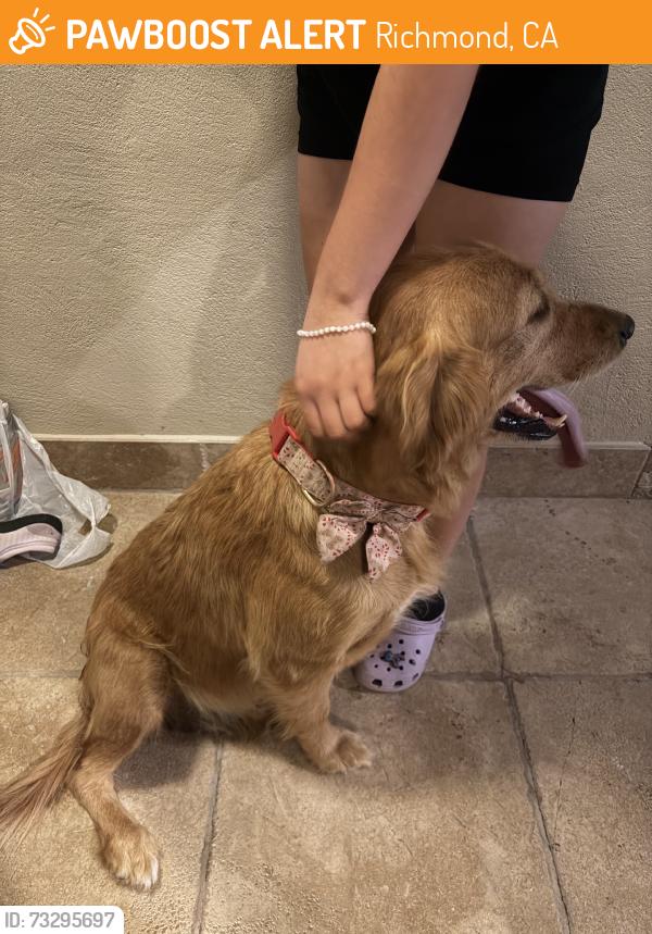 Found/Stray Female Dog last seen Burg park, Richmond, CA 94804