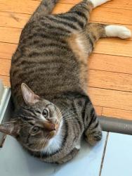 Lost Male Cat last seen Near Salem, Salem Fields, VA 22407