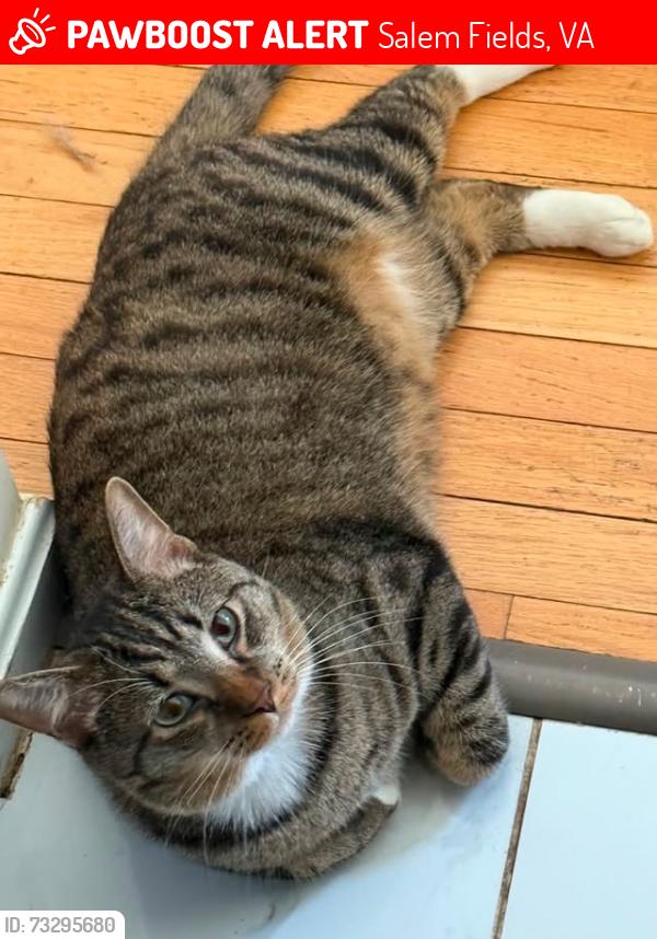 Lost Male Cat last seen Near Salem, Salem Fields, VA 22407