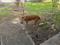 Found/Stray Male Dog last seen Madison high school, San Antonio, TX 78247