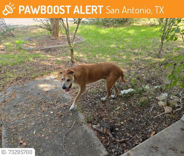 Found/Stray Male Dog last seen Madison high school, San Antonio, TX 78247