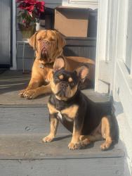 Reunited Female Dog last seen Greenspot and Cortez St, Highland, CA 92346