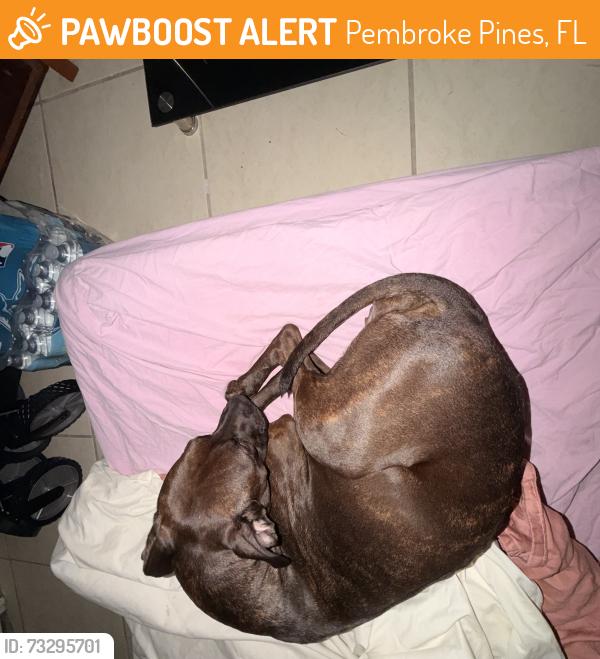Found/Stray Female Dog last seen Johnson street, Pembroke Pines, FL 33024
