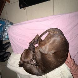 Found/Stray Female Dog last seen Johnson street, Pembroke Pines, FL 33024