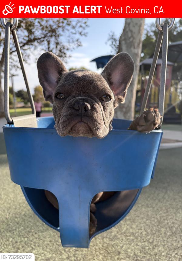 Lost Male Dog last seen Mockingbird ln and Walnutcreek, West Covina, CA 91791