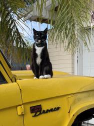 Lost Male Cat last seen Lange st and lamas st, San Diego, CA 92122