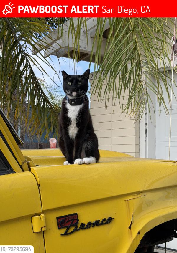 Lost Male Cat last seen Lange st and lamas st, San Diego, CA 92122