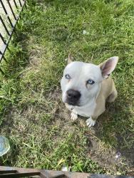 Lost Male Dog last seen Near south union ave, Chicago, IL 60620