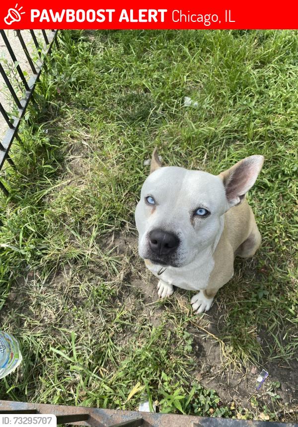 Lost Male Dog last seen Near south union ave, Chicago, IL 60620