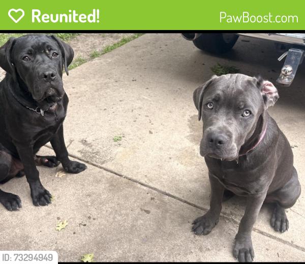Reunited Female Dog last seen Black rd, Joliet, IL 60435