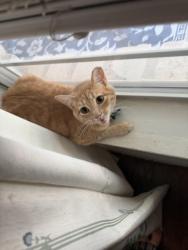 Lost Female Cat last seen Near creston st hutto to next to Howard Norman elementary, Hutto, TX 78634