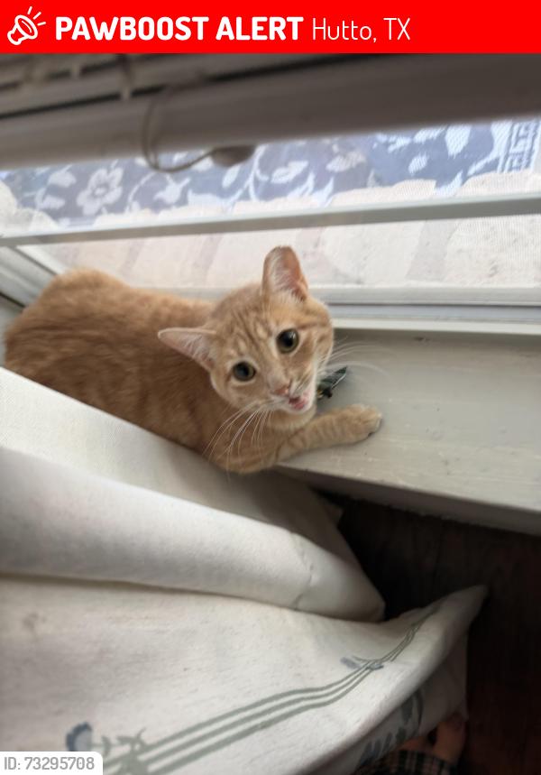Lost Female Cat last seen Near creston st hutto to next to Howard Norman elementary, Hutto, TX 78634